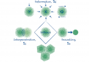 How Softness Matters in Soft Nanogels and Nanogel Assemblies